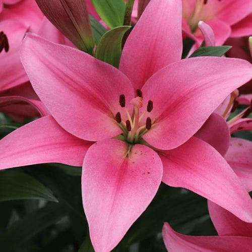 Giglio (Lilium) Boardwalk - for Sale Giglio (Lilium) Boardwalk
