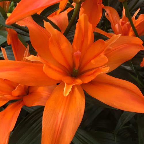 Lily (Lilium) Eagle Eye - for Sale Lily (Lilium) Eagle Eye