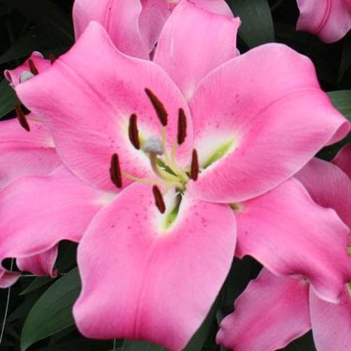 Giglio (Lilium) Seduce - for Sale Giglio (Lilium) Seduce