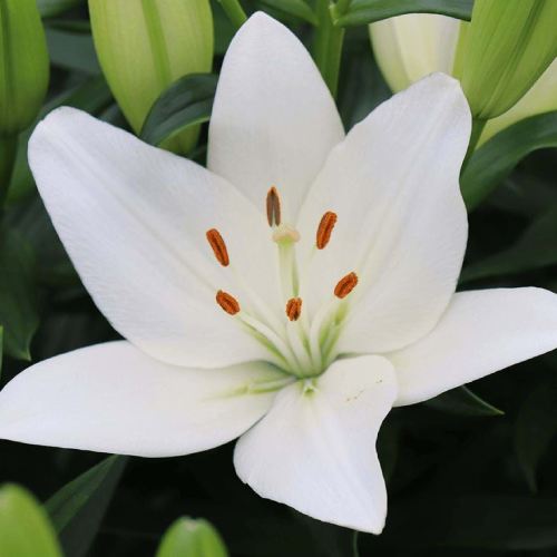 Giglio (Lilium) Scansano - for Sale Giglio (Lilium) Scansano