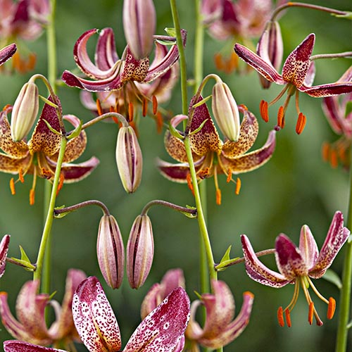 Lily (Lilium) Alberta Morning - for Sale Lily (Lilium) Alberta Morning
