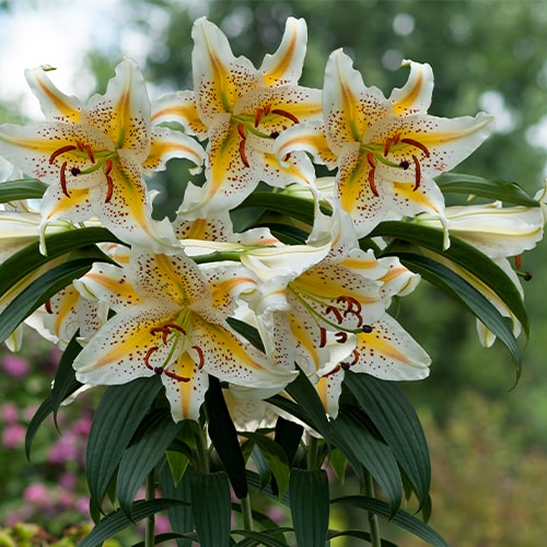 Lily (Lilium) Auratum - for Sale Lily (Lilium) Auratum
