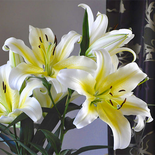 Lily (Lilium) Bellcastro - for Sale Lily (Lilium) Bellcastro