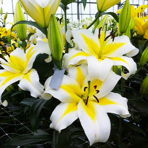 Lily (Lilium) Budlight - for Sale Lily (Lilium) Budlight