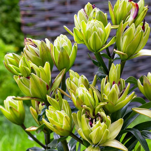Lily Bulbs Mystery Dream (10 bulbs) - for Sale Lily Bulbs Mystery Dream (10 bulbs)