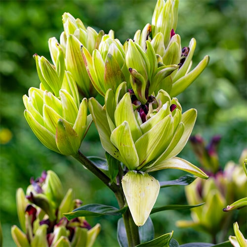 Lily Bulbs Mystery Dream (10 bulbs) - for Sale Lily Bulbs Mystery Dream (10 bulbs)