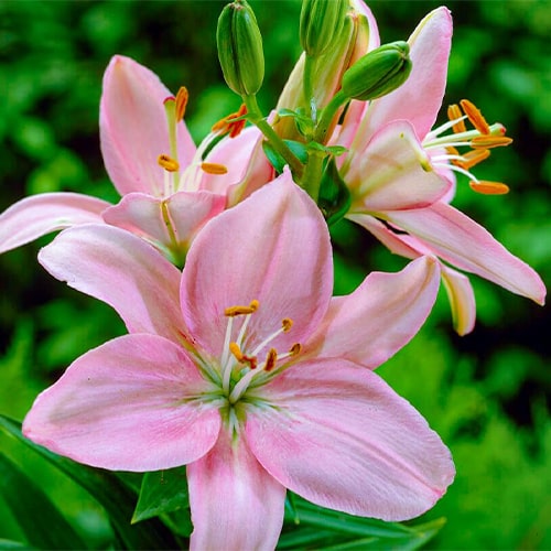 Lily Bulbs Pink Emotion (10 bulbs) - for Sale Lily Bulbs Pink Emotion (10 bulbs)