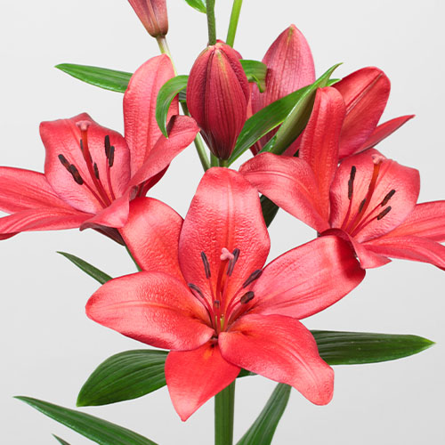 Lily (Lilium) Catorze - for Sale Lily (Lilium) Catorze