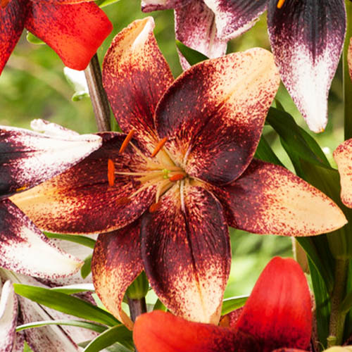 Lily (Lilium) Chocolate Event - for Sale Lily (Lilium) Chocolate Event