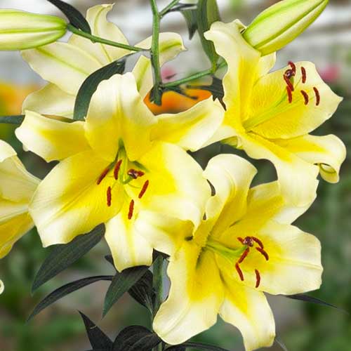Lily (Lilium) Conca dOr - for Sale Lily (Lilium) Conca dOr