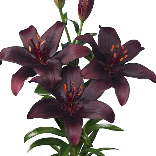 Lily Dark Secret - for Sale Lily Dark Secret