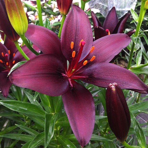 Lily Dark Secret - for Sale Lily Dark Secret