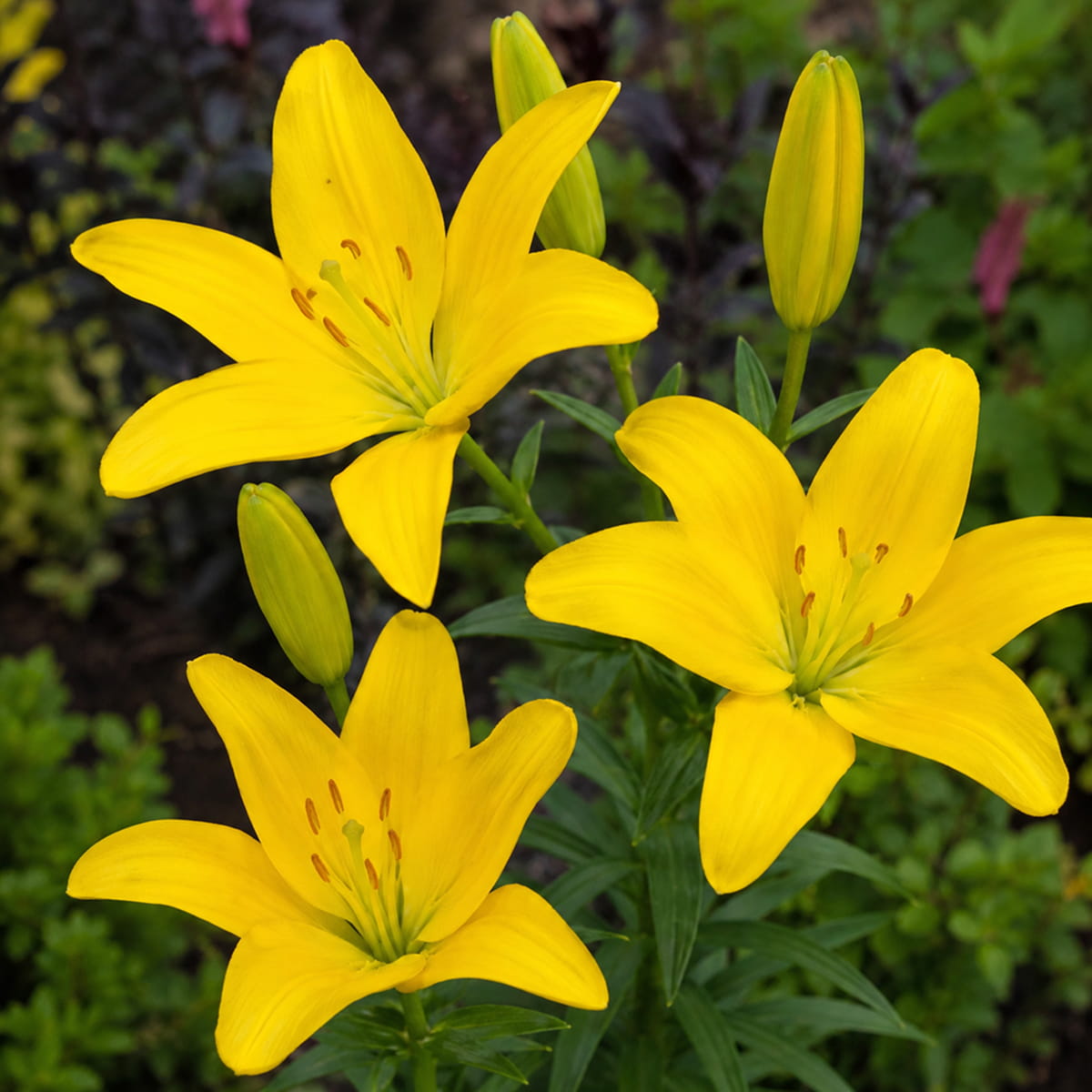Lily (Lilium) Easy Sun - for Sale Lily (Lilium) Easy Sun