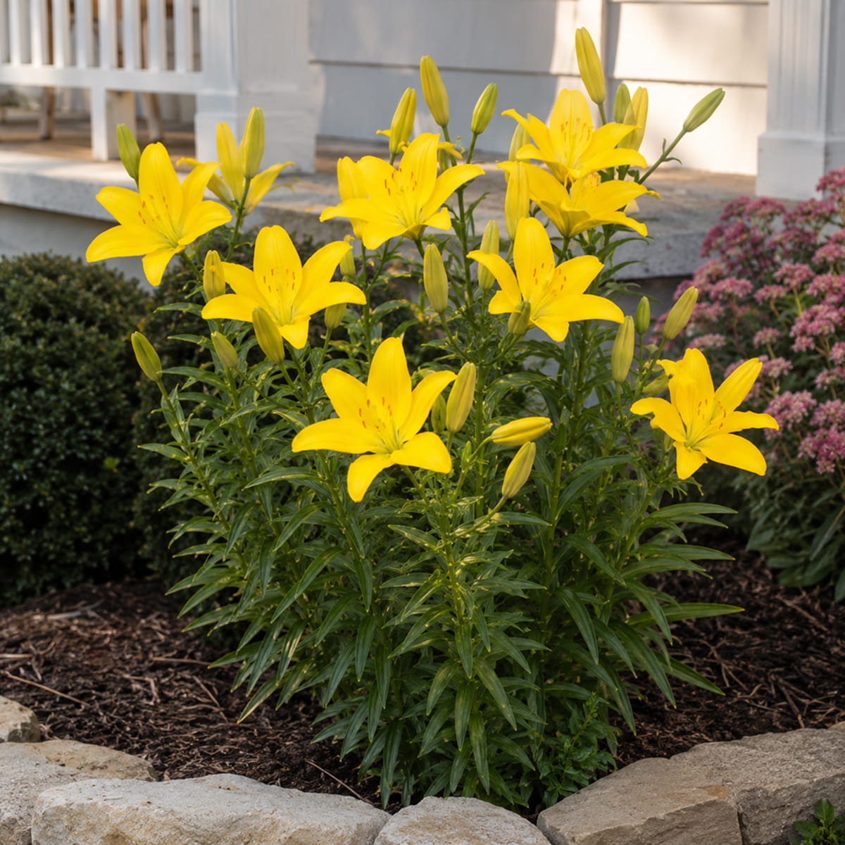 Lily (Lilium) Easy Sun - for Sale Lily (Lilium) Easy Sun