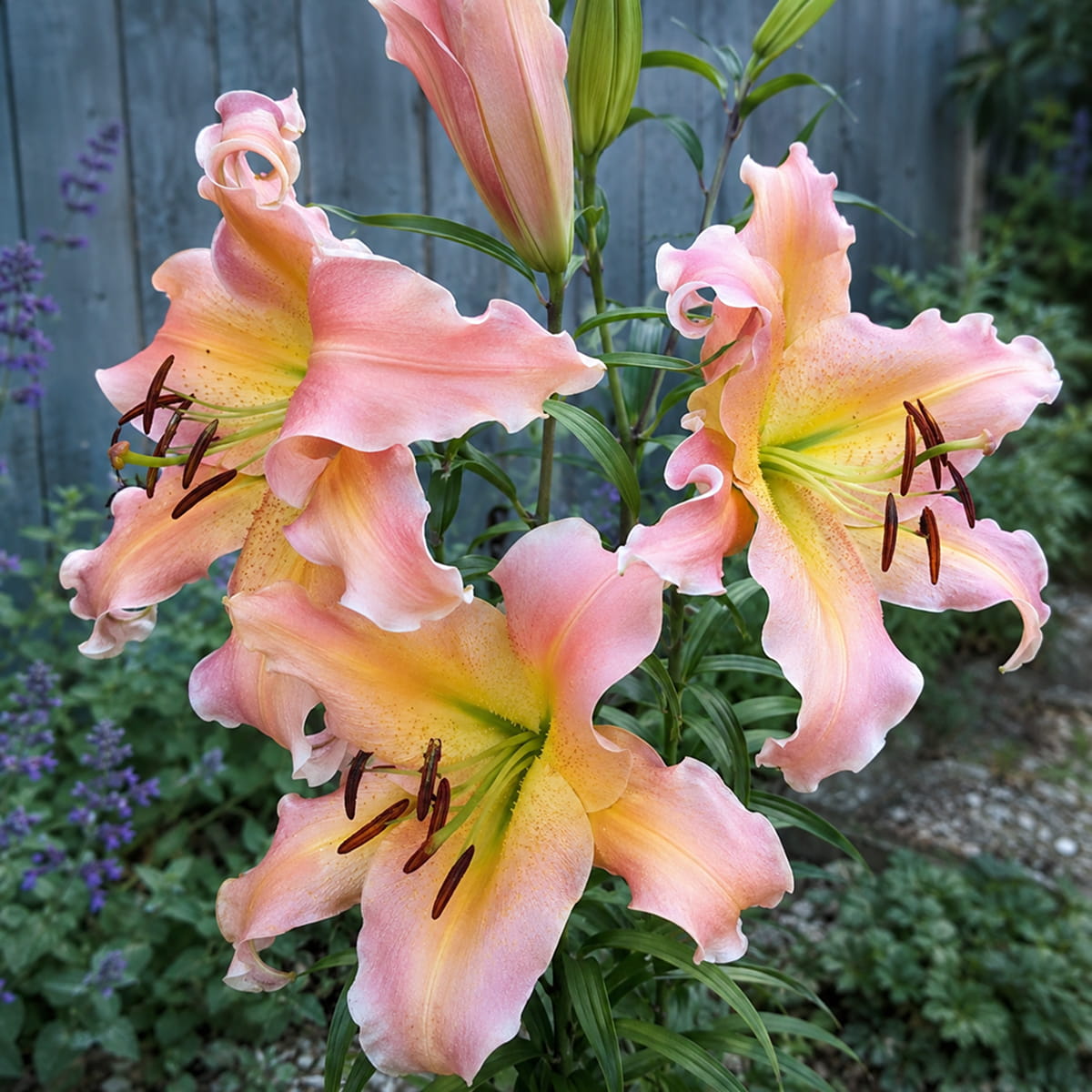 Lily (Lilium) Elusive - for Sale Lily (Lilium) Elusive