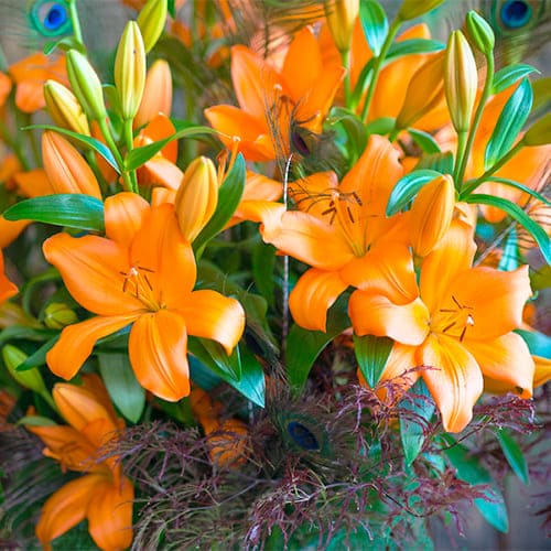 Lily (Lilium) Eremo - for Sale Lily (Lilium) Eremo