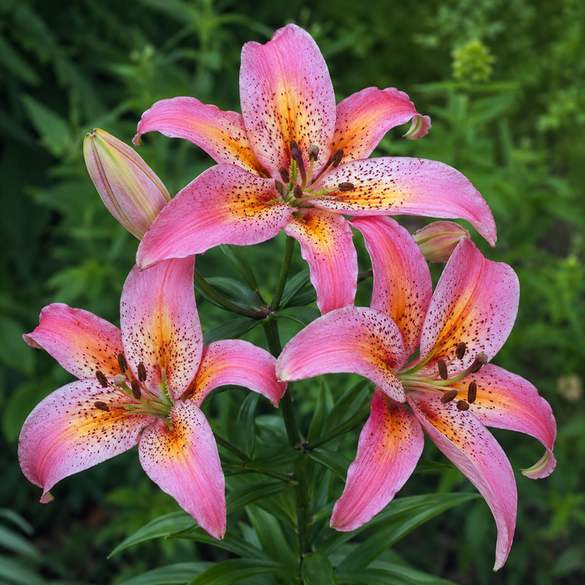 Lily (Lilium) Fancy Dance - for Sale Lily (Lilium) Fancy Dance