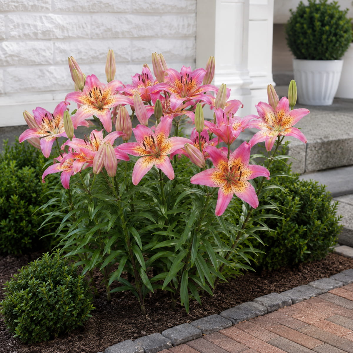 Lily (Lilium) Fancy Dance - for Sale Lily (Lilium) Fancy Dance