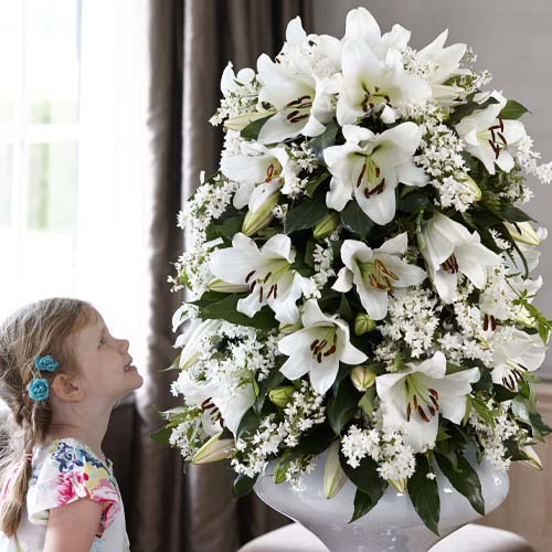 Lily (Lilium) Forever - for Sale Lily (Lilium) Forever