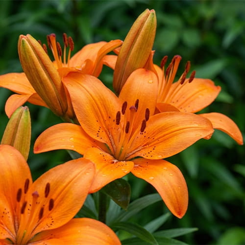 Lily (Lilium) Foxley - for Sale Lily (Lilium) Foxley
