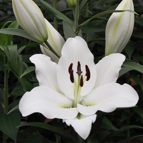 Lily Genzano - for Sale Lily Genzano