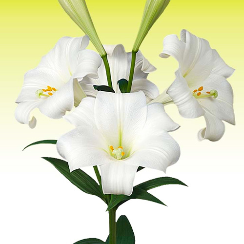 Lily (Lilium) Global Harmony till salu på nätet i EU direkt från Holland