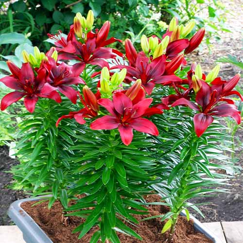 Lily (Lilium) Happy Love - for Sale Lily (Lilium) Happy Love