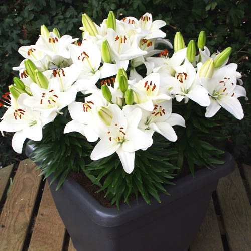 Lily (Lilium) Happy Snow - for Sale Lily (Lilium) Happy Snow