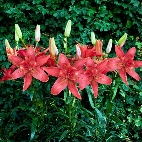 Lily (Lilium) Hotpants - for Sale Lily (Lilium) Hotpants