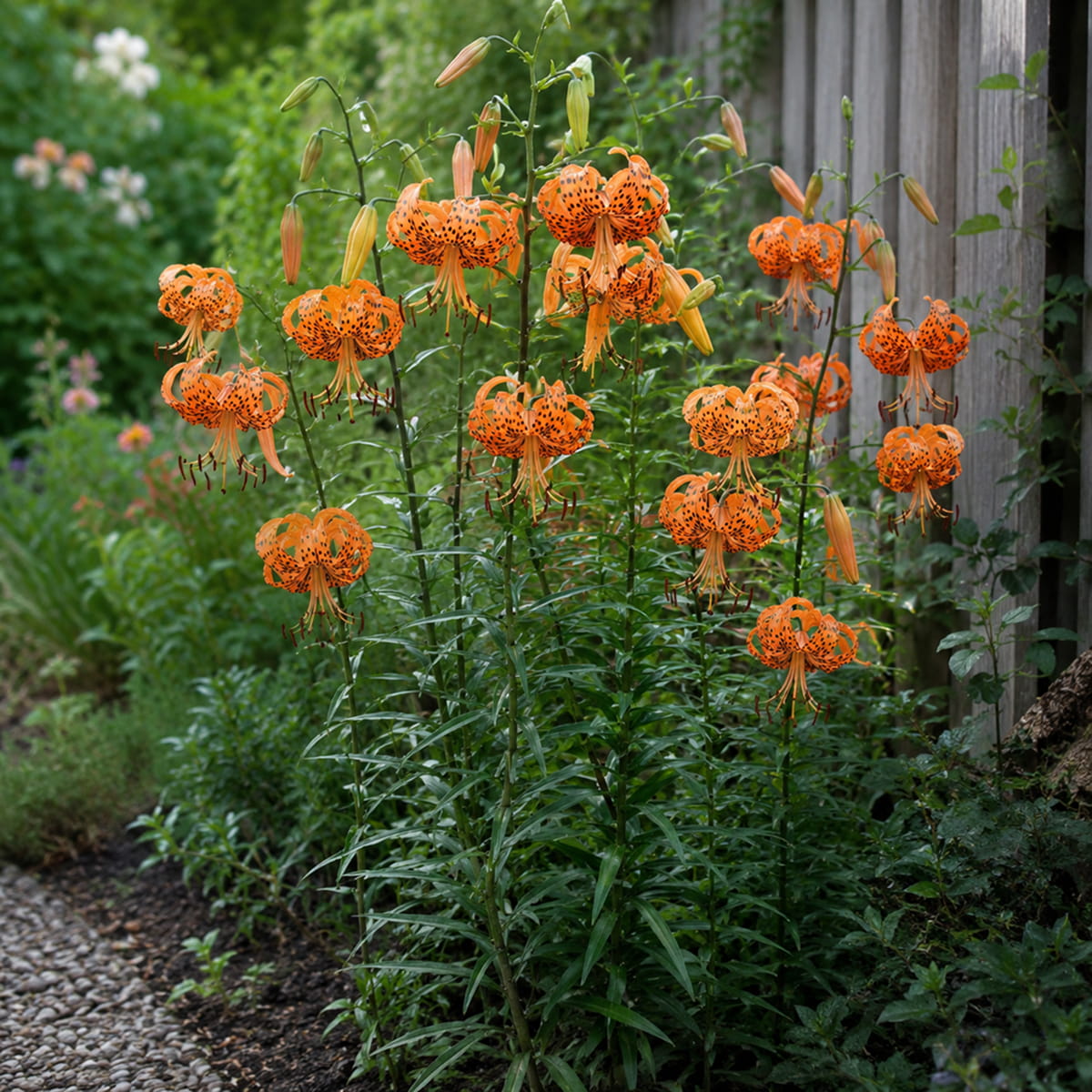 Lily (Lilium) Lancifolium - for Sale Lily (Lilium) Lancifolium