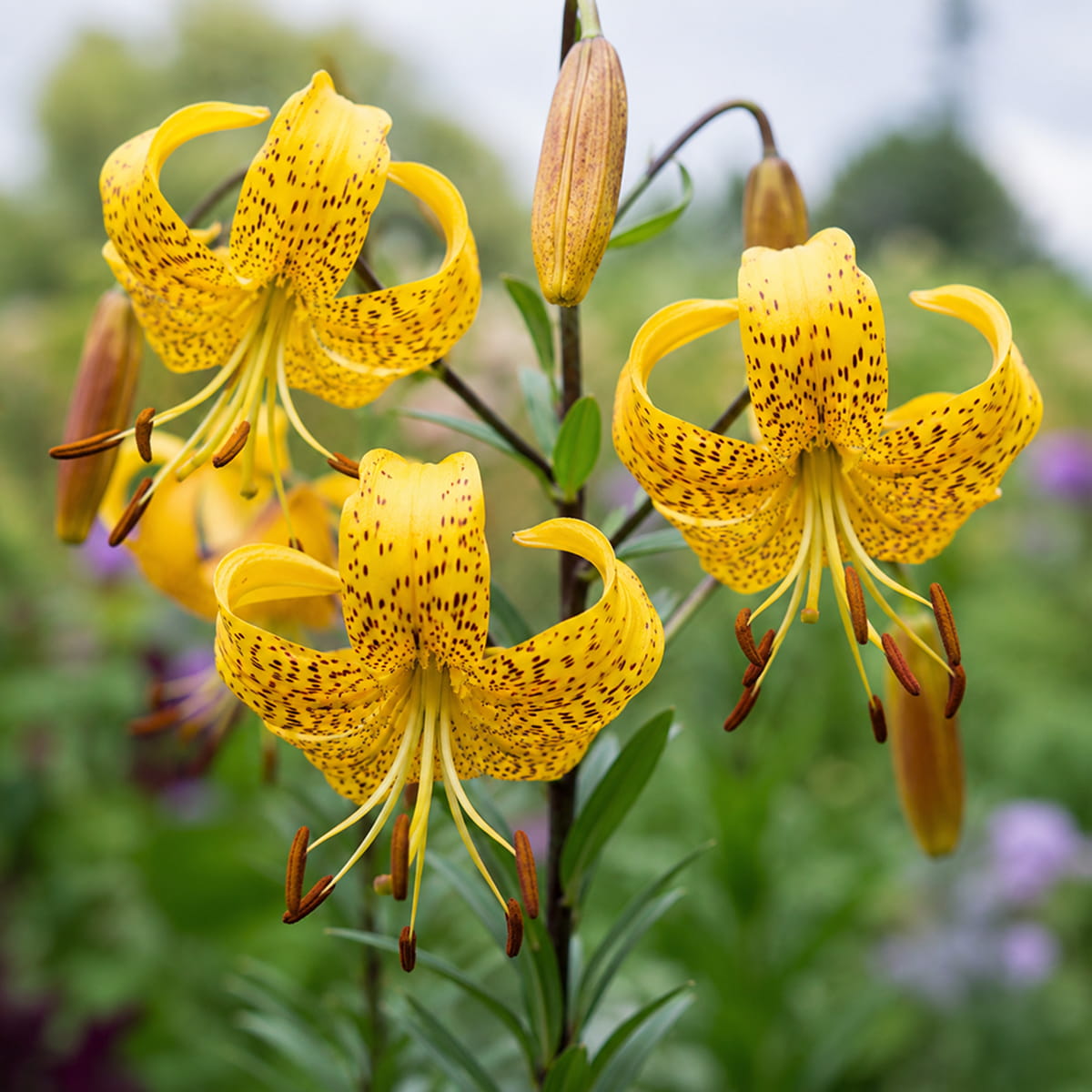 Lily (Lilium) Leichtlinii - for Sale Lily (Lilium) Leichtlinii