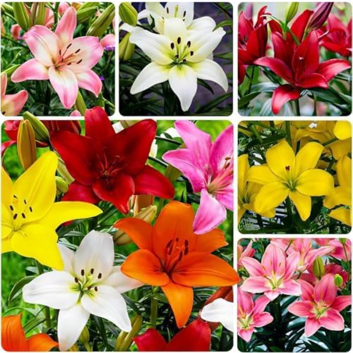 Lelie (Lilium) Asiatic Collection (15 bollen) - for Sale Lelie (Lilium) Asiatic Collection (15 bollen)