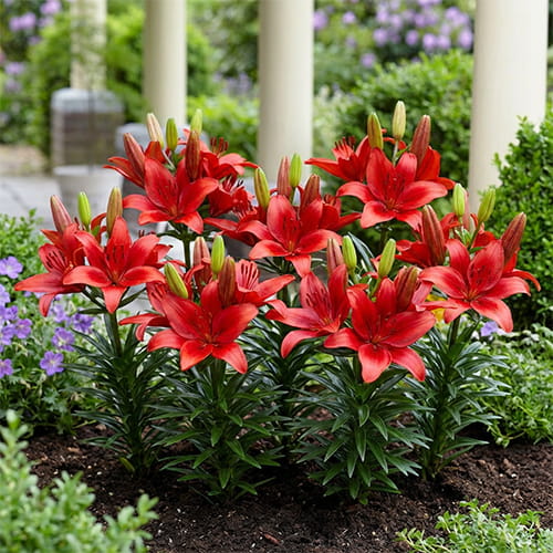 Lily (Lilium) Blushing Joy - for Sale Lily (Lilium) Blushing Joy