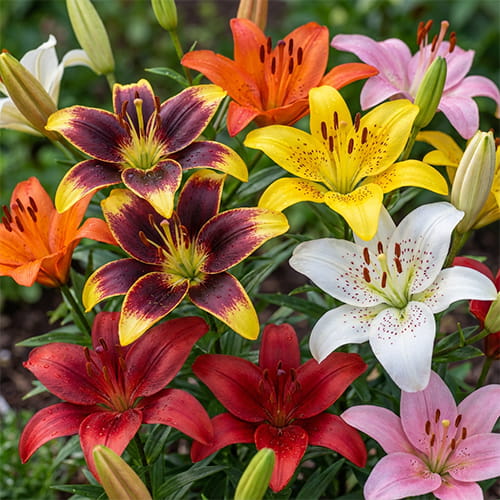 Lily (Lilium) Budget Collection - for Sale Lily (Lilium) Budget Collection