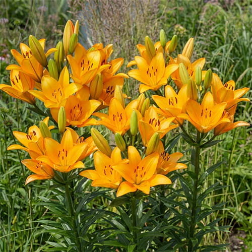 Lily (Lilium) Caesars Palace - for Sale Lily (Lilium) Caesars Palace