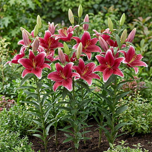 Lily (Lilium) Chartwell - for Sale Lily (Lilium) Chartwell