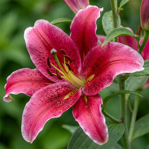 Lily (Lilium) Chartwell - for Sale Lily (Lilium) Chartwell