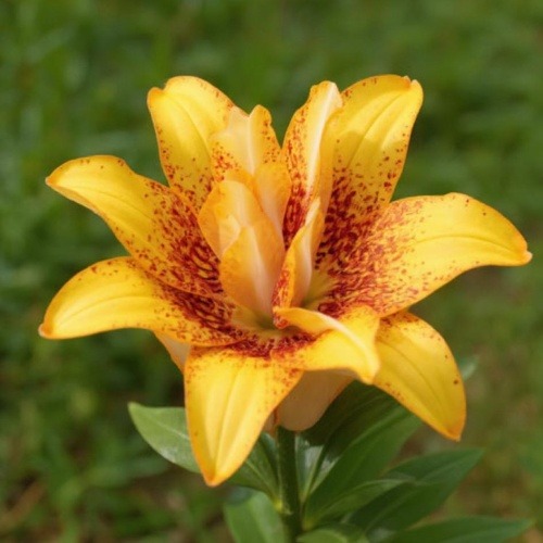 Lys (Lilium) Double Love - for Sale Lys (Lilium) Double Love