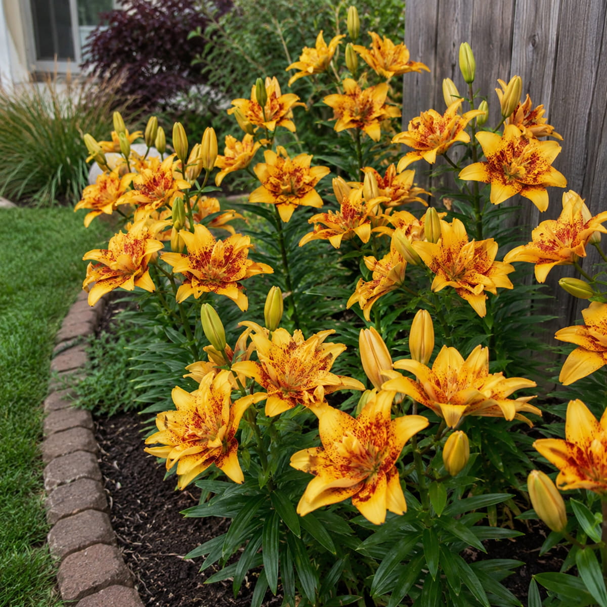 Lily (Lilium) Double Nugget - for Sale Lily (Lilium) Double Nugget