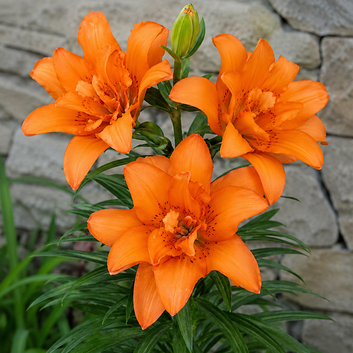 Lily (Lilium) Double Princess - for Sale Lily (Lilium) Double Princess