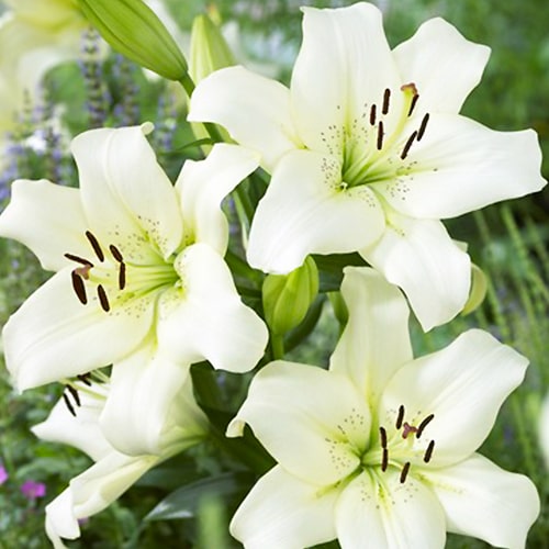 Lily (Lilium) Ercolano - for Sale Lily (Lilium) Ercolano