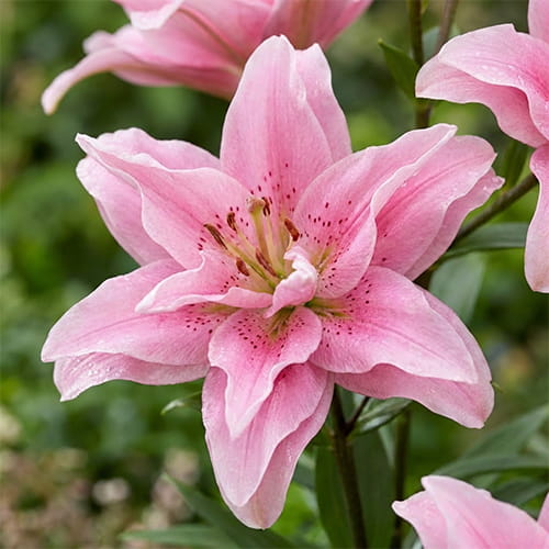 Lily (Lilium) Falmarin - for Sale Lily (Lilium) Falmarin