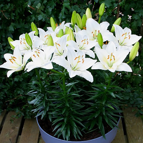 Lily (Lilium) Happy Eskimo - for Sale Lily (Lilium) Happy Eskimo