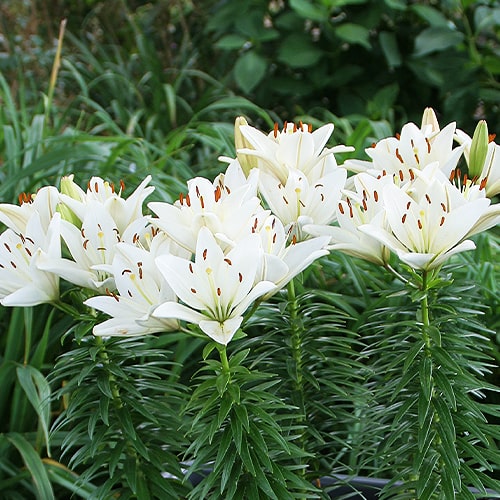 Lily (Lilium) Happy Ice - for Sale Lily (Lilium) Happy Ice