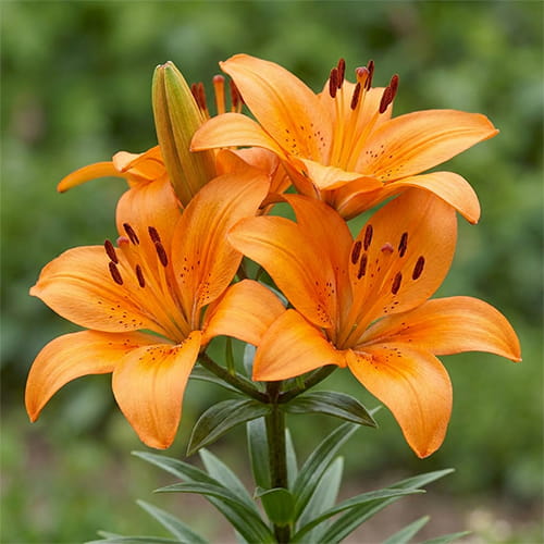 Lily (Lilium) Honesty - for Sale Lily (Lilium) Honesty