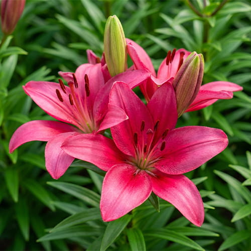 Lily (Lilium) Lalibela - for Sale Lily (Lilium) Lalibela
