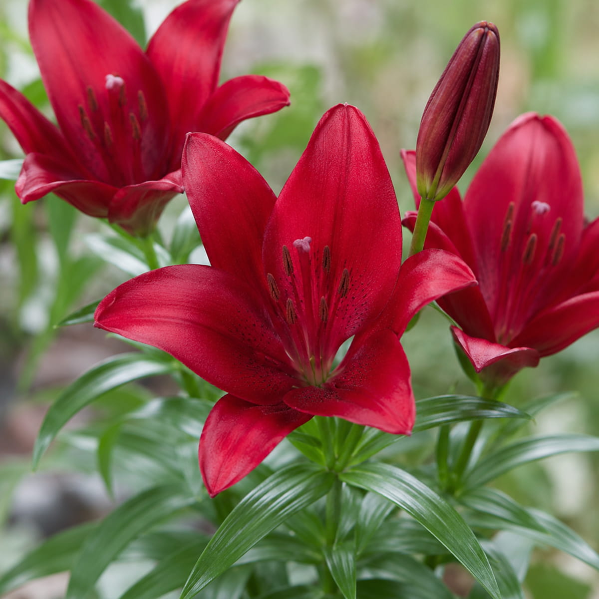 Lily (Lilium) Lemberg - for Sale Lily (Lilium) Lemberg