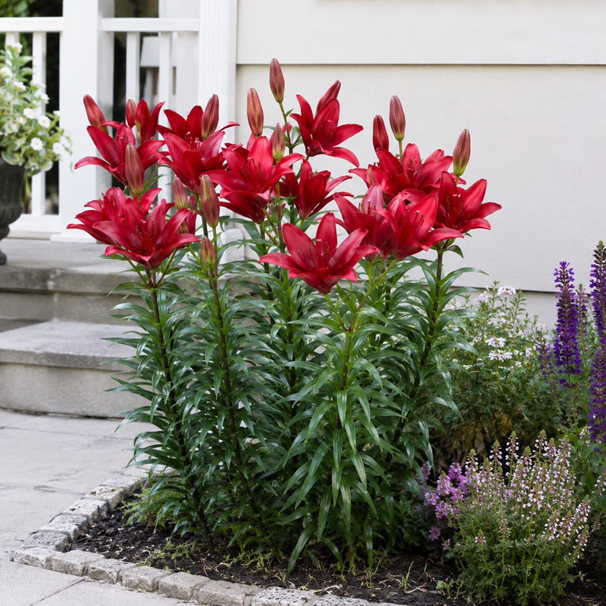 Lily (Lilium) Lemberg - for Sale Lily (Lilium) Lemberg