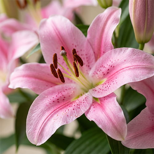 Lily (Lilium) Little Ireland - for Sale Lily (Lilium) Little Ireland