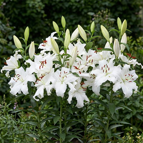 Lily (Lilium) Little Mountain - for Sale Lily (Lilium) Little Mountain